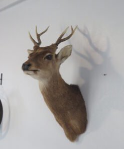 Sika Deer Mount