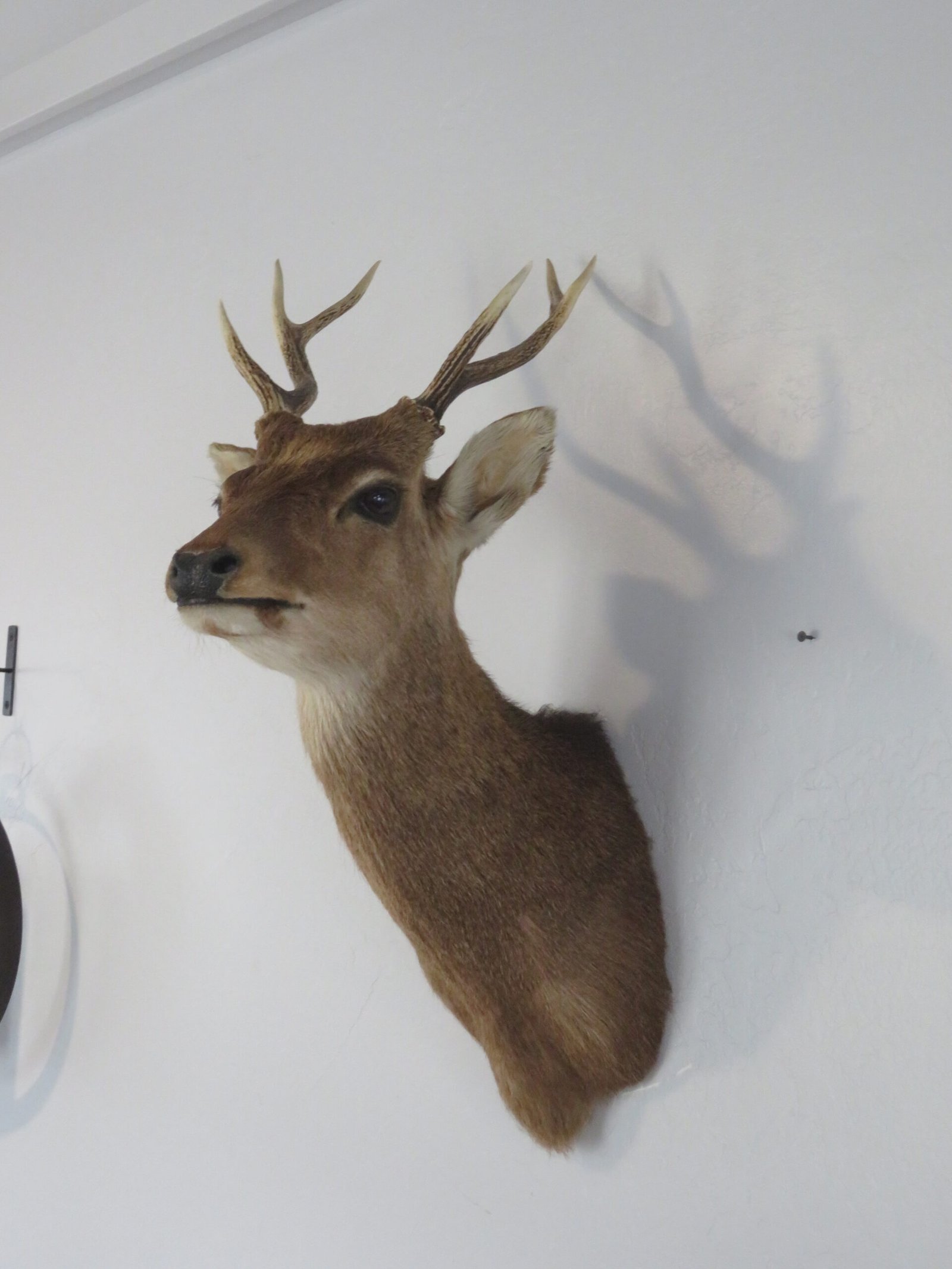 Sika Deer Mount
