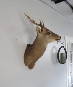 Sika Deer Mount