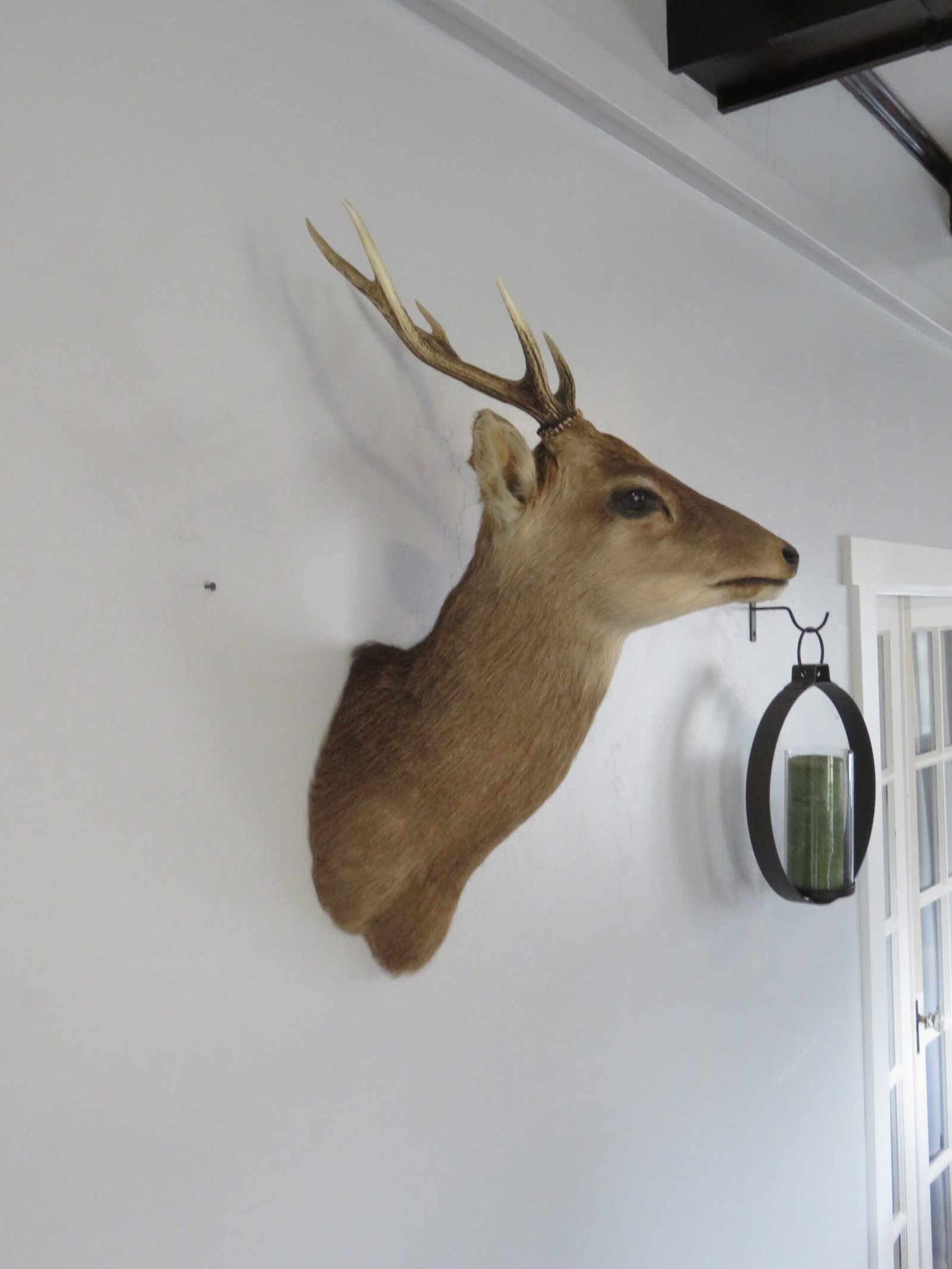 Sika Deer Mount
