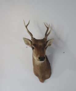 Sika Deer Mount