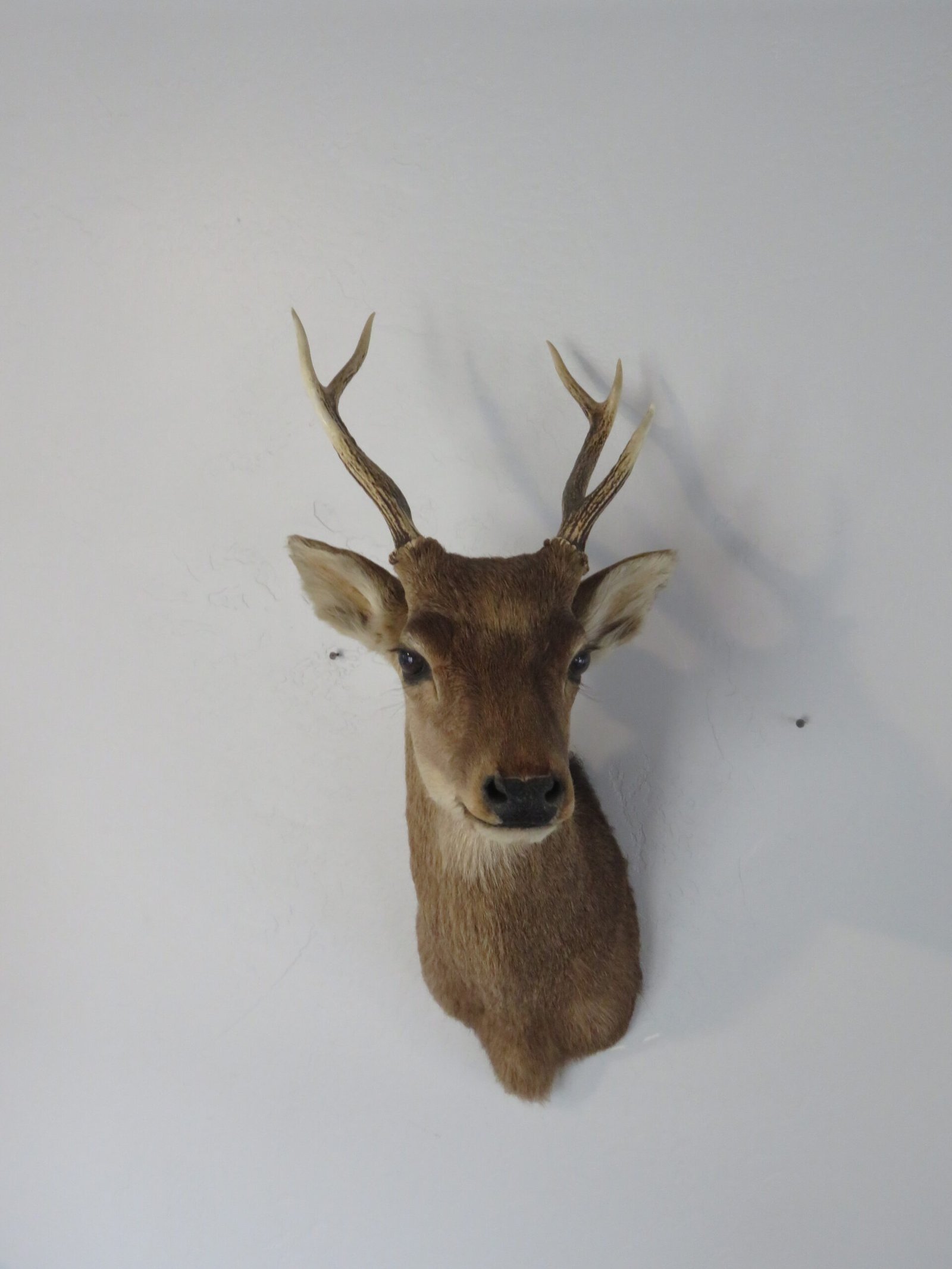 Sika Deer Mount