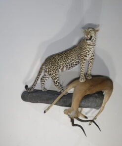 Leopard Taxidermy For Sale