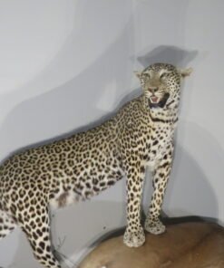 Leopard Taxidermy For Sale