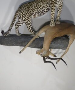 Leopard Taxidermy For Sale