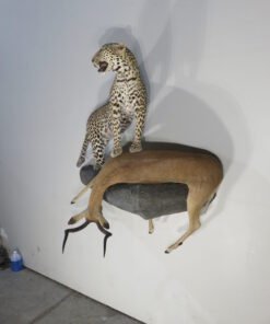 Leopard Taxidermy For Sale