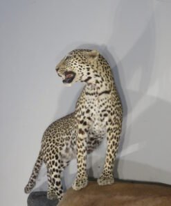 Leopard Taxidermy For Sale
