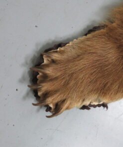 Black Bear Rugs For Sale