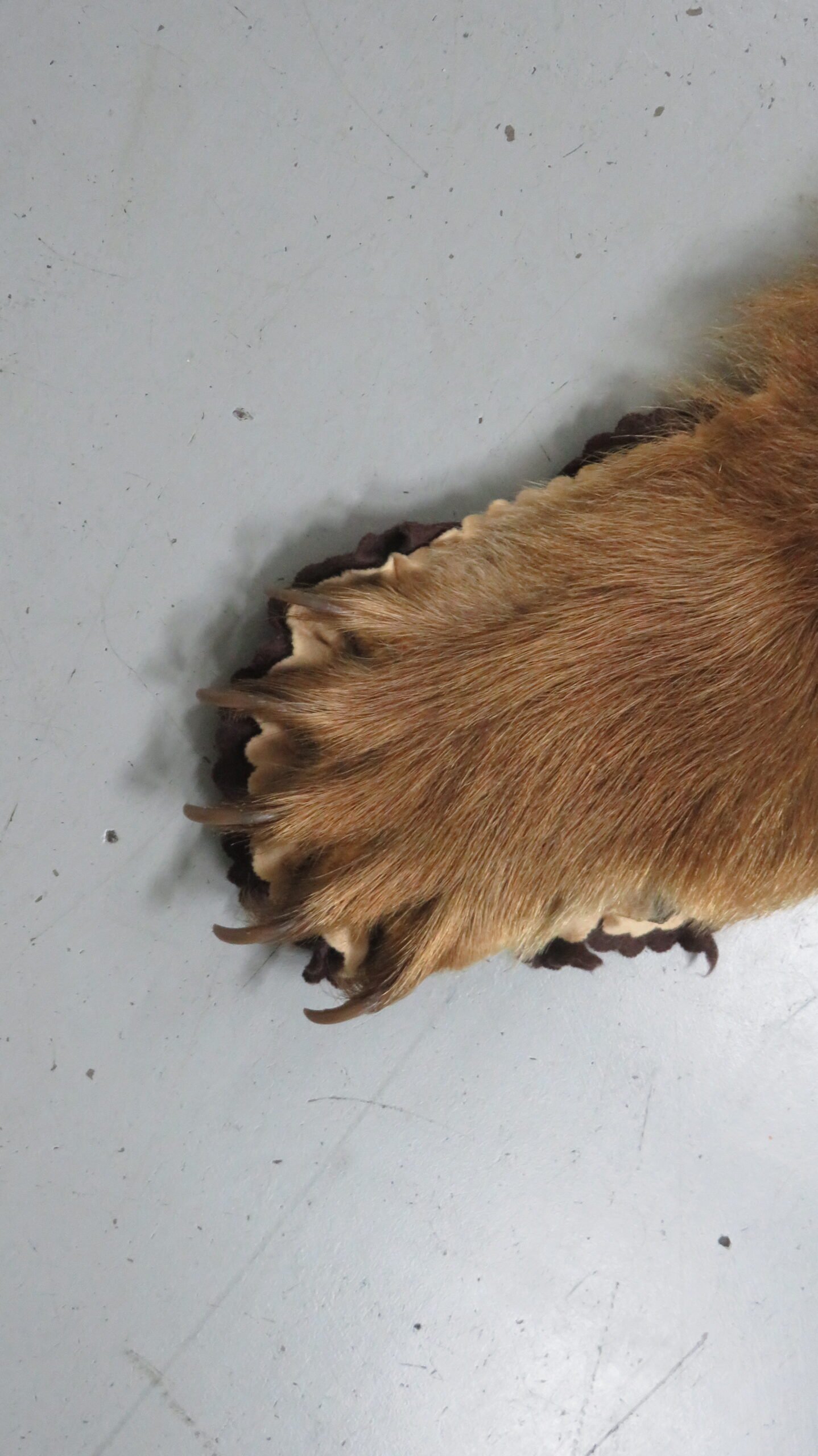 Black Bear Rugs For Sale