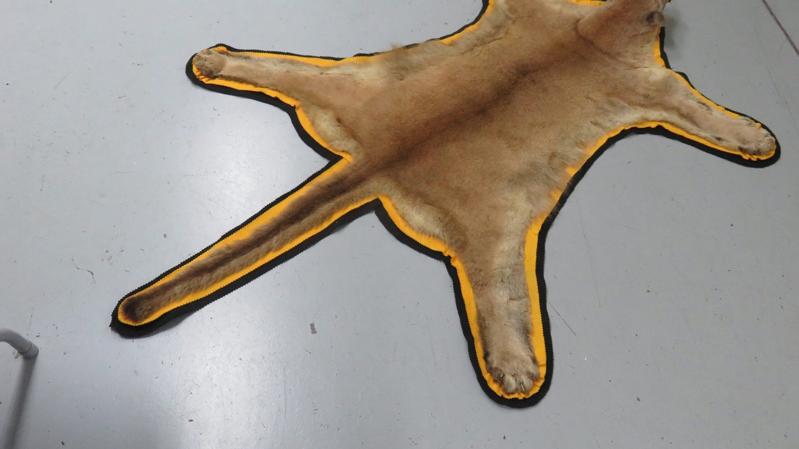 Cougar Skin Rug For Sale