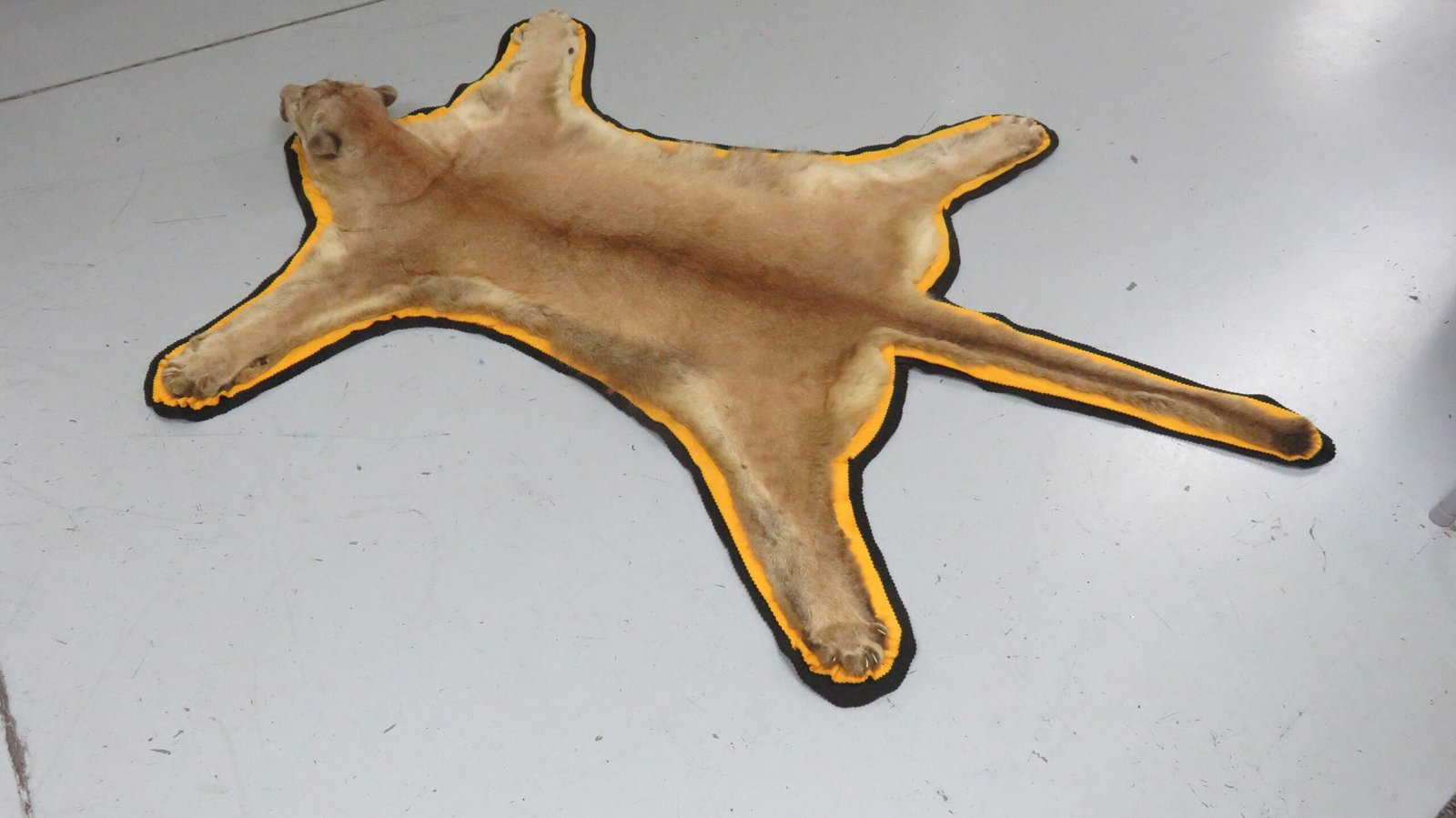 Cougar Skin Rug For Sale