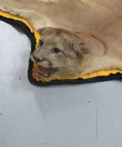 Cougar Skin Rug For Sale