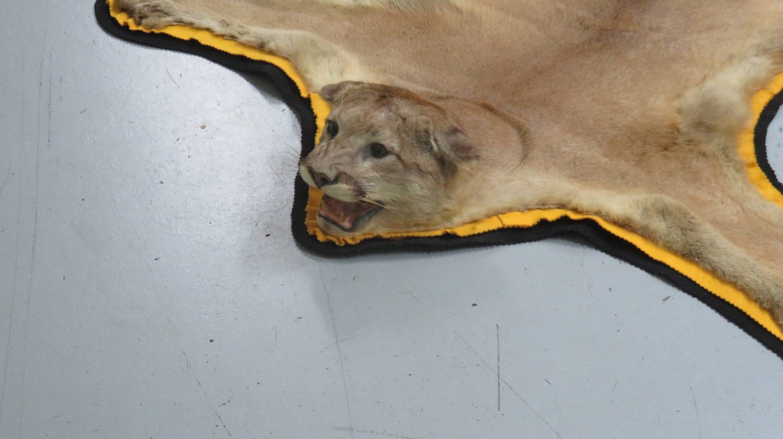 Cougar Skin Rug For Sale