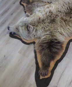 Grizzly Bear Rug For Sale