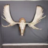 Moose Skull For Sale