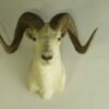 Dall Sheep Ram Taxidermy. S-132D