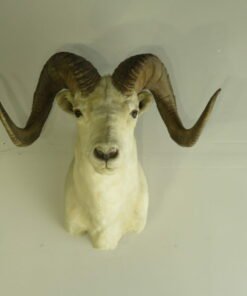 Dall Sheep Ram Taxidermy. S-132D