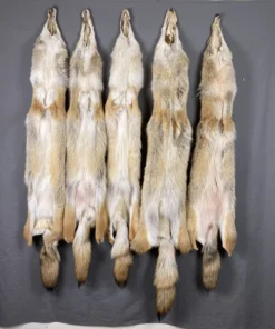 Red Coyote Hide