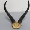 Reedbuck Taxidermy Horns