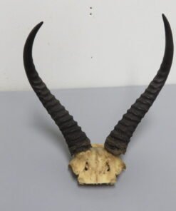 Reedbuck Taxidermy Horns