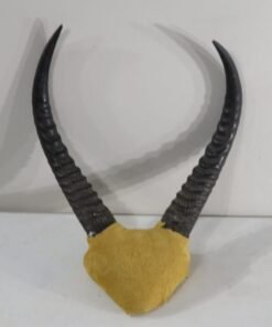 Reedbuck Horns With Leather Wrap