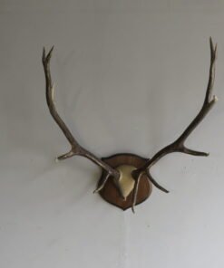 Rocky Mountain Elk Antlers On Plaque. E-120R