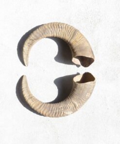 Sheep Horn For Sale