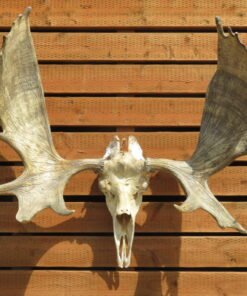 Shiras Moose European Mount. O-119MS