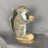 Squirrel With Walnut