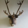 Alaska Caribou Taxidermy