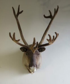 Alaska Caribou Taxidermy