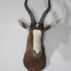African Blesbok Shoulder Mount