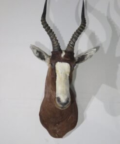 African Blesbok Shoulder Mount