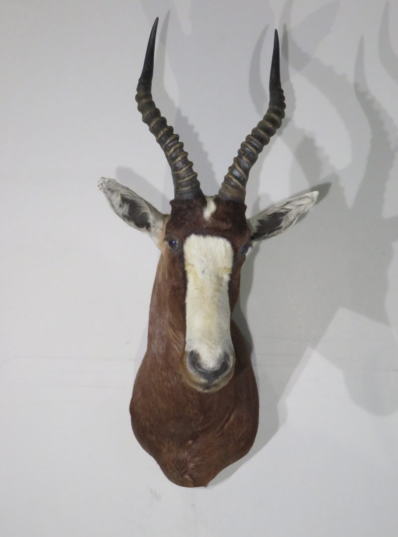 African Blesbok Shoulder Mount