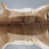 African Impala Taxidermy Skin/Hide