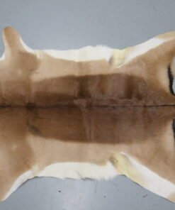 African Impala Taxidermy Skin/Hide