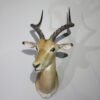 African Impala Shoulder Mount