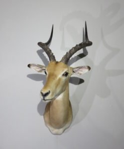 African Impala Shoulder Mount