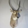 African Waterbuck Shoulder Mount