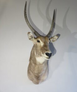 African Waterbuck Shoulder Mount