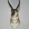 Pronghorn Antelope Taxidermy