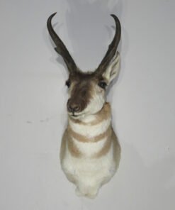 Pronghorn Antelope Taxidermy
