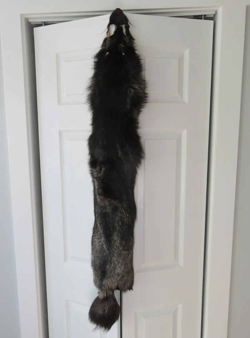 Silver Fox Taxidermy Fur