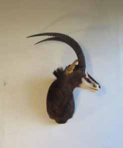 African Sable Taxidermy