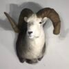 Stone Sheep Trophy Mount Taxidermy