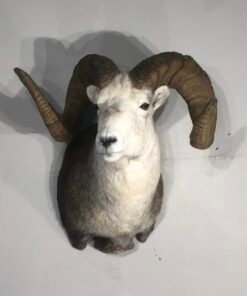 Stone Sheep Trophy Mount Taxidermy