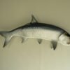 Atlantic Tarpon 62″ Taxidermy