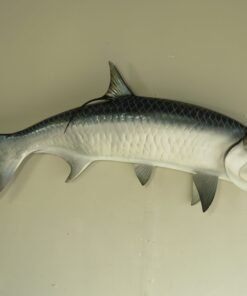 Atlantic Tarpon 62″ Taxidermy