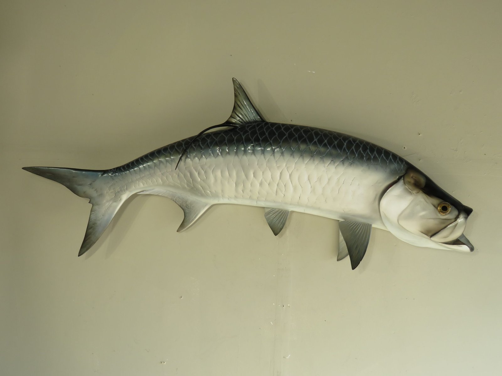 Atlantic Tarpon 62″ Taxidermy