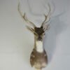 Axis Deer Mount